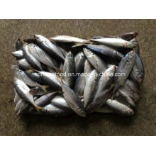 (14-18PCS / kg) Nueva caballa japonesa del gato de los pescados para la venta